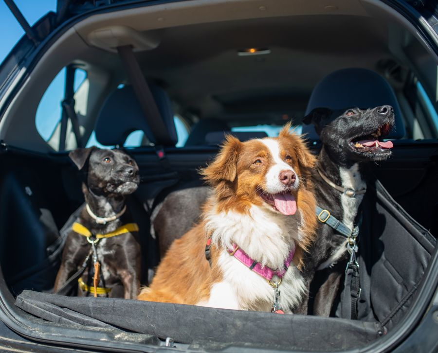 perros-en-coches